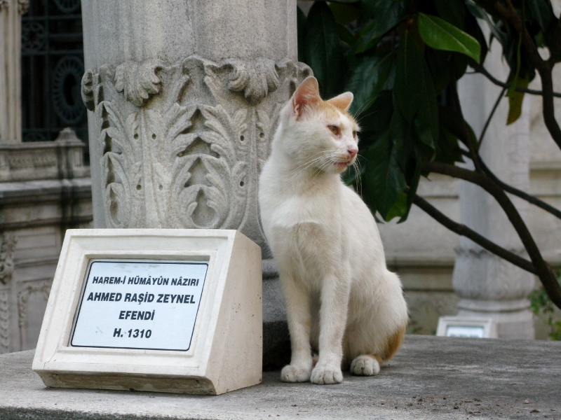 Eternal rest in Istanbul?