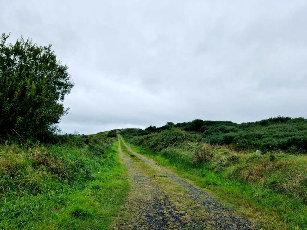 long, boreen road, with a grass meridian leading off into the distance. It's the width of one car.